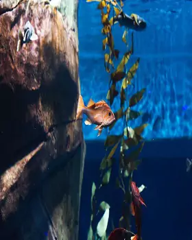 Bright and lively Corals & Plants