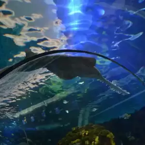 Cube Acrylic Aquarium