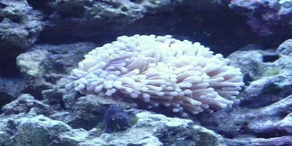 LPS Hard Corals