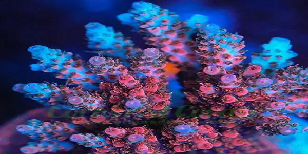 SPS Hard Corals